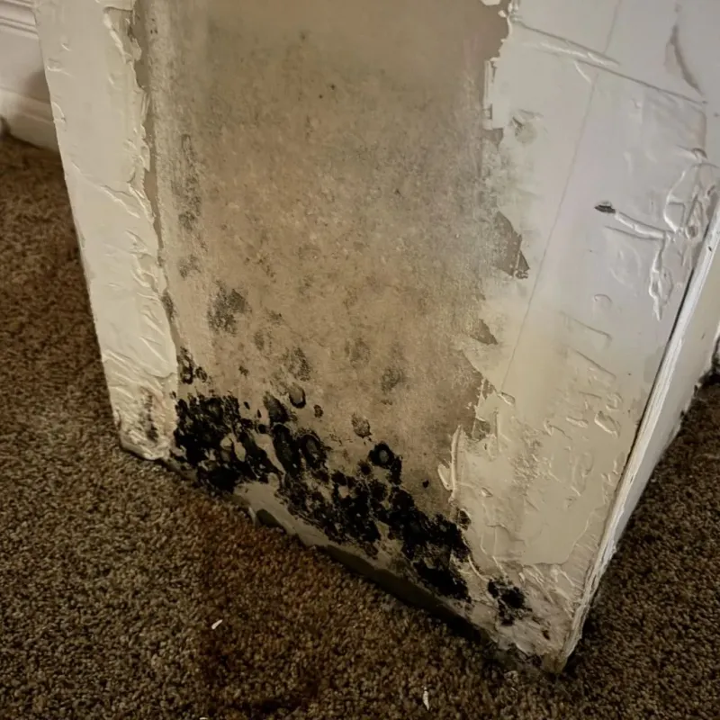 Professional Mold Removal in Vero Beach, FL